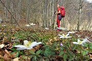 41 Fioriture di anemone dei boschi (Anemone nemorosa)